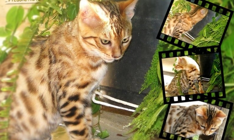 Gato Bengal