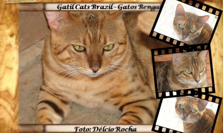Gato Bengal
