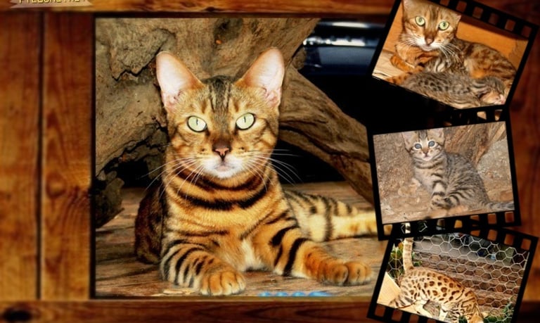 Gatos bengals