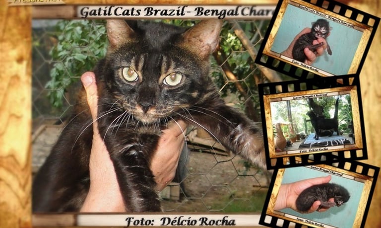 Gatos Bengals melanístico
