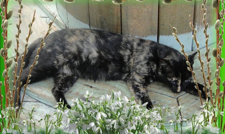 gatos abandonados