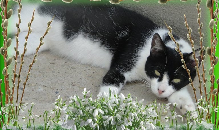 Gatos abandonados