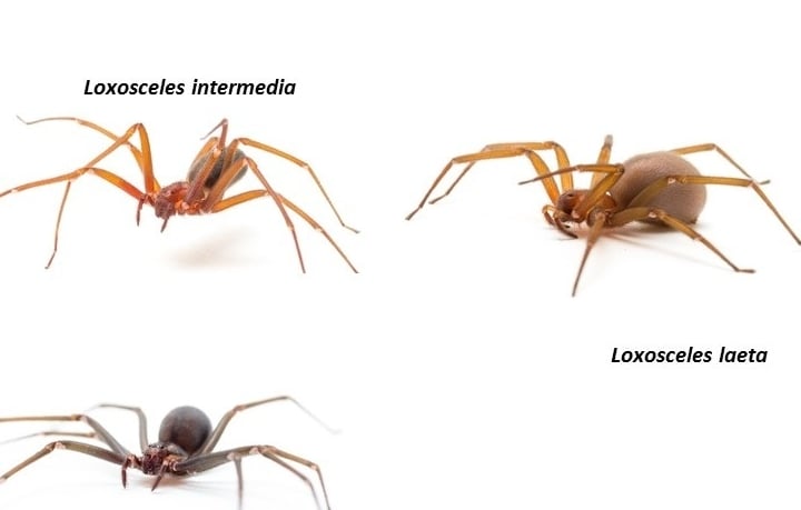 Aranha marron
