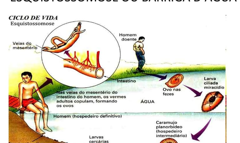 Ciclo da esquistossomose