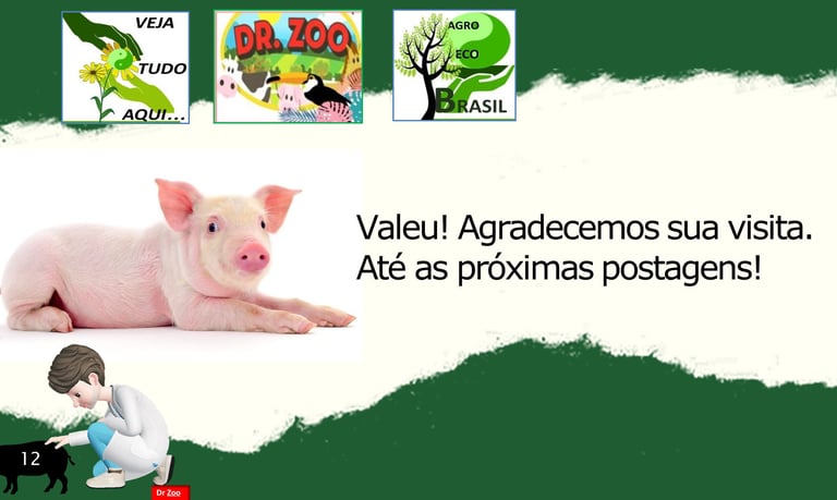 Comportamento de suínos 