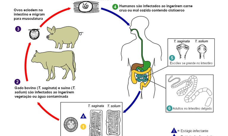 Ciclo T. saginata e T. solium