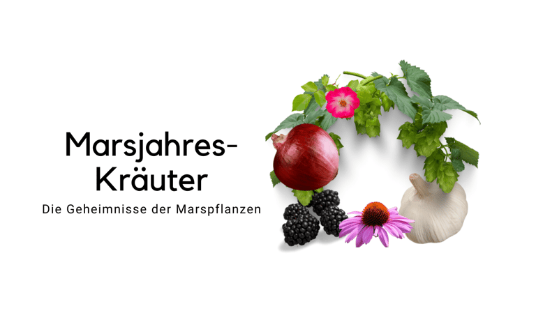 Marsjahres-Kräuter Signaturenlehre - Sanapendium