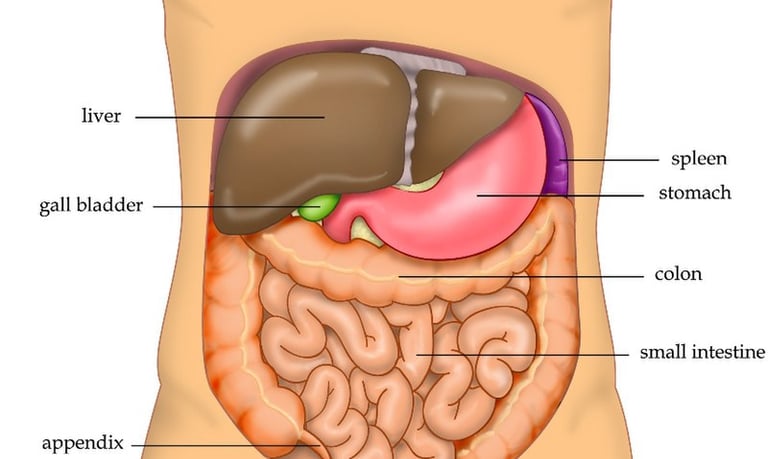 liver