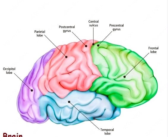 a diagram of a brain map of the brain