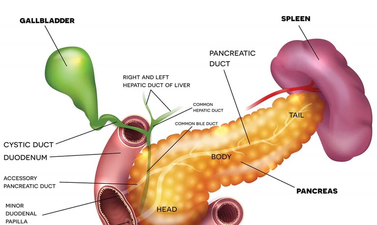 a pancreas