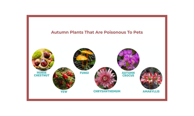 Autumn plants toxic to dogs: horse chestnut, autumn crocus, chrysanthemum, fungi, amaryllis, yew.