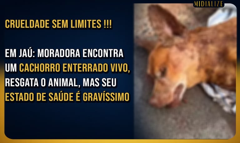 cachorro enterrado vivo