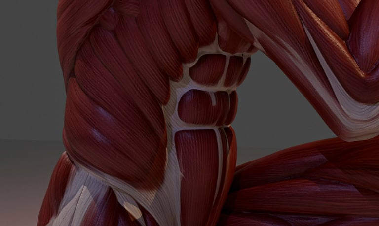 Representação do crescimento das fibras musculares após o treino