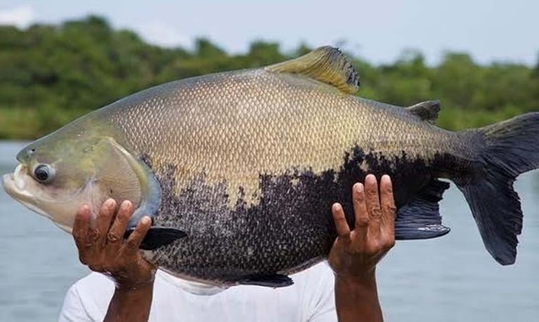 peixe tambaqui