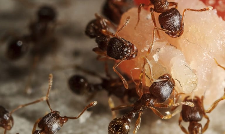 Ant image 2_24/03/25