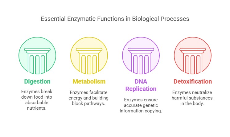 enzyme function in biological processes