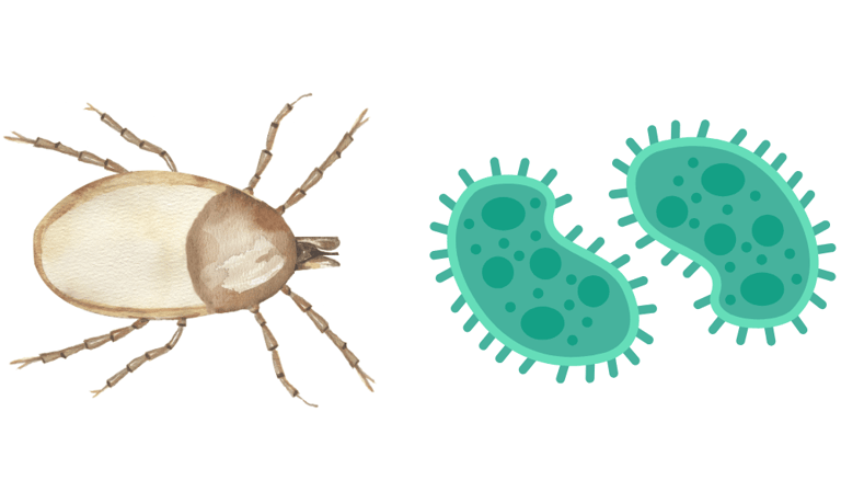 désinfection canapé