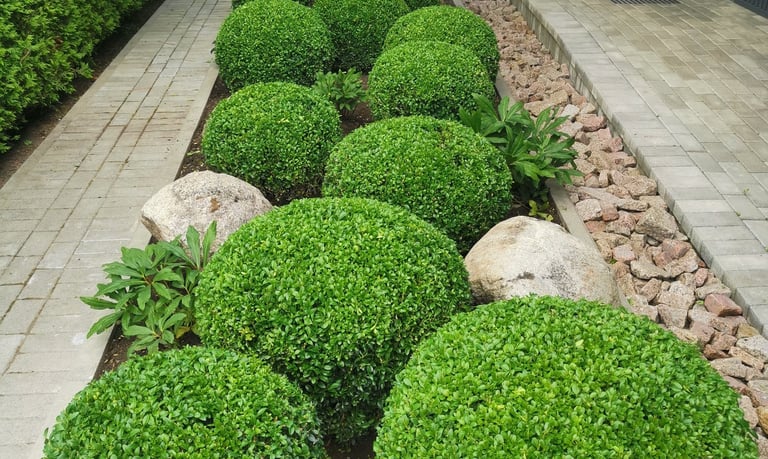 Buksmedžių priežiūra