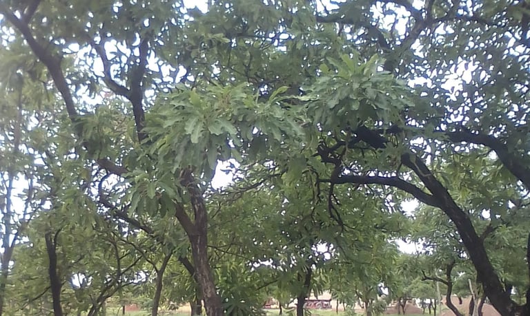 the-african-shea-butter-trees