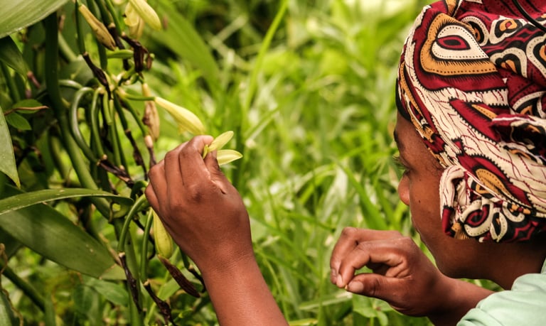La pollinisation manuelle de la vanille fait avec un cure dents 