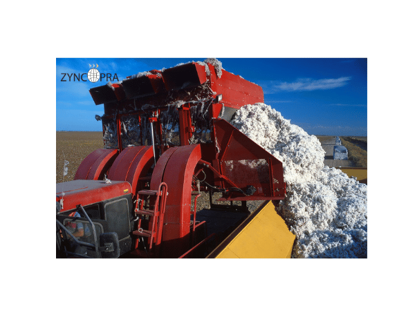 Turkish cotton harvest for textiles.
