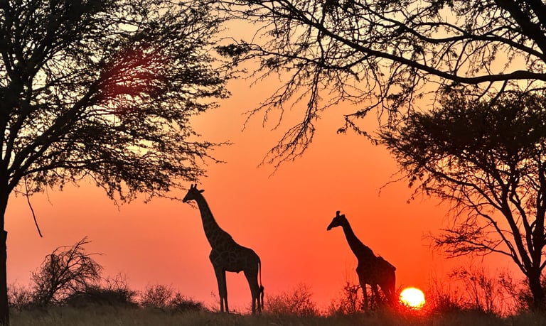 two giraffe etched against a red setting sun