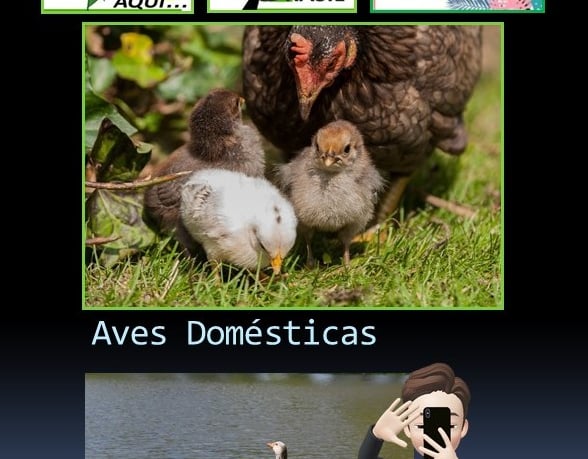 Aves Domésticas