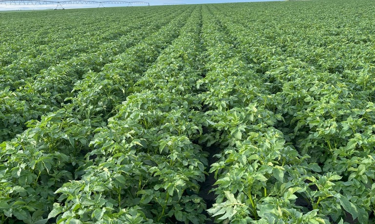 image of healthy potato field