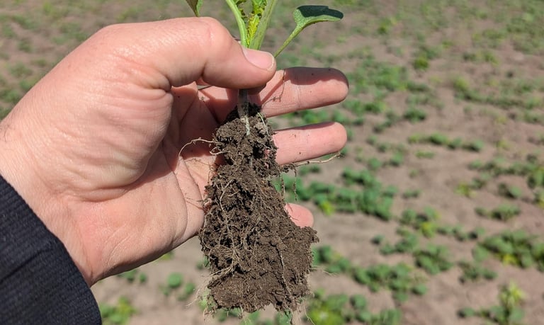 image of early season canola in regenerative soil