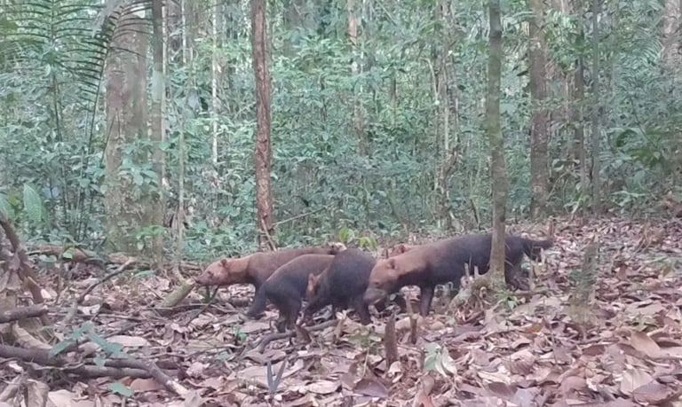 Cachorro do mato vinagre