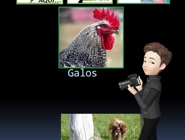 Galos Ornamentais
