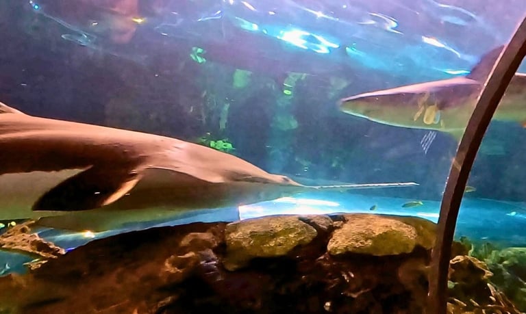 Two sharks swimming pass each other