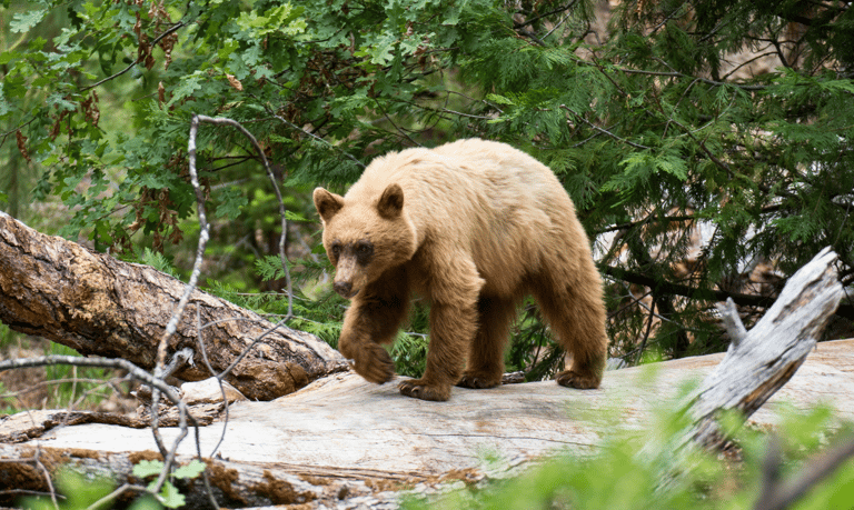 a brown bear cub standing on a log