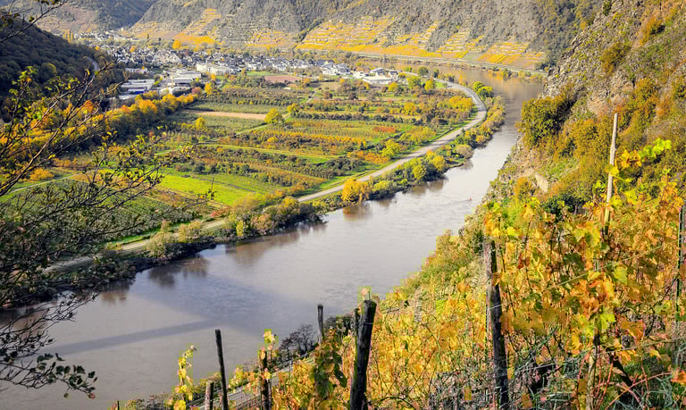 vineyards