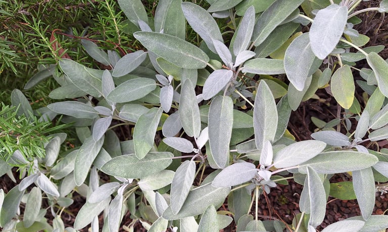multiple Salvia bushes that are nice for full sun