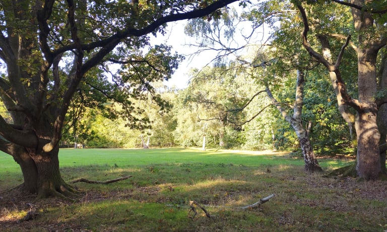 showing large mature trees surrounding a grassed open space