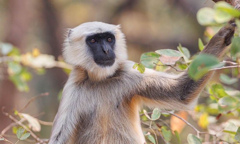 langur near mohana river