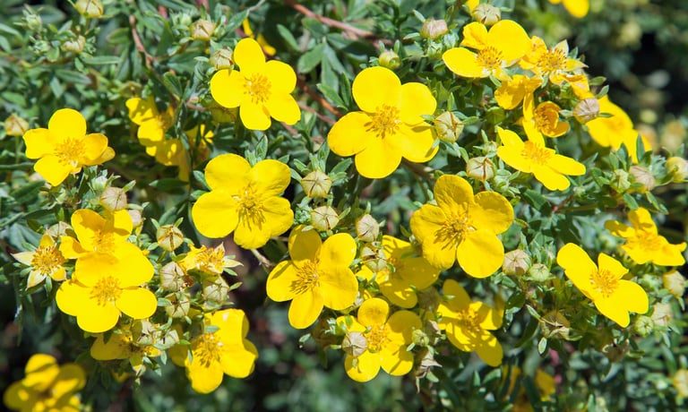 a small yellow flowering bush that is strong against deer