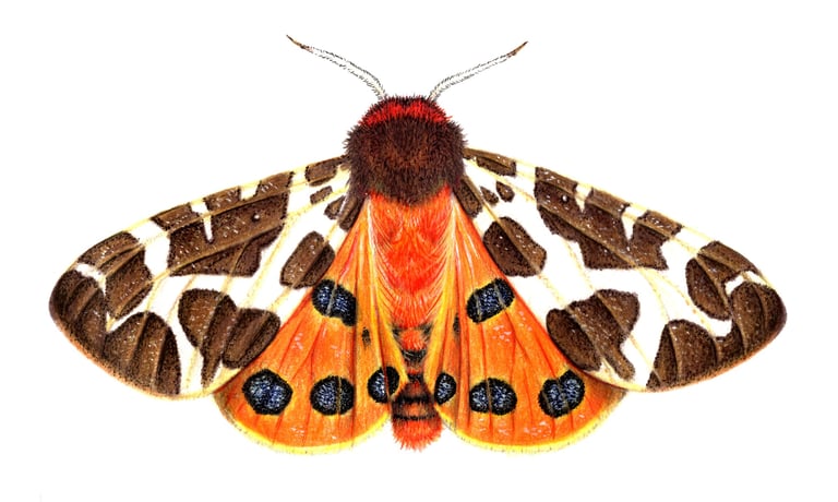 Tiger moth illustration