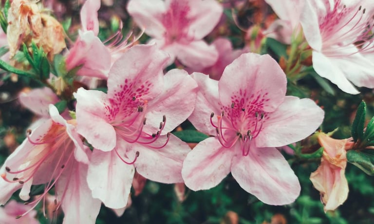pink-white Rhododendron blooms