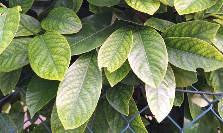 a Wax Leaf Privet shrub with green leavs