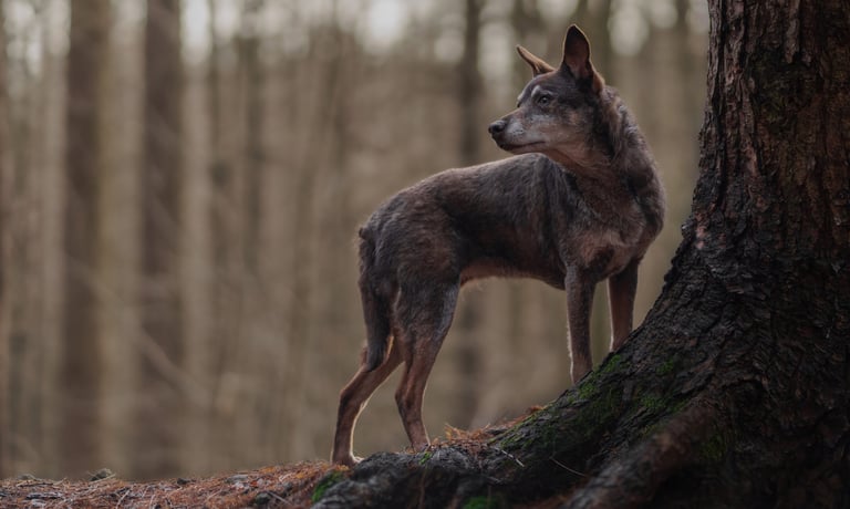 A brown dog standing on a tree pet photography in Wakefield