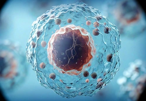 Microscopic view of a human stem cell MSCs (WJ‑MSCs) with a detailed nucleus in blue and red.