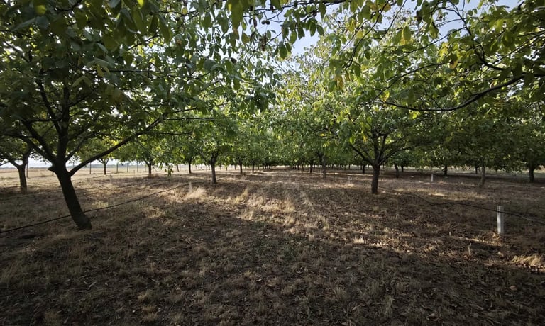 Plantaža oraha Bački orah u selu Bajša, Vojvodina