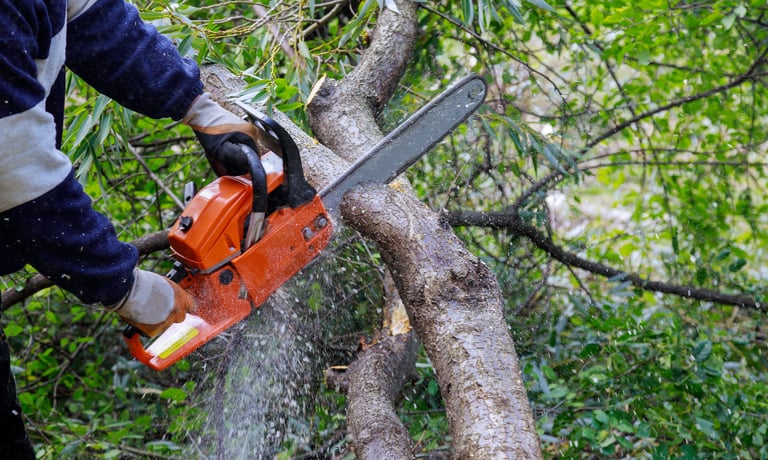 tree service near me in hampton, virginia