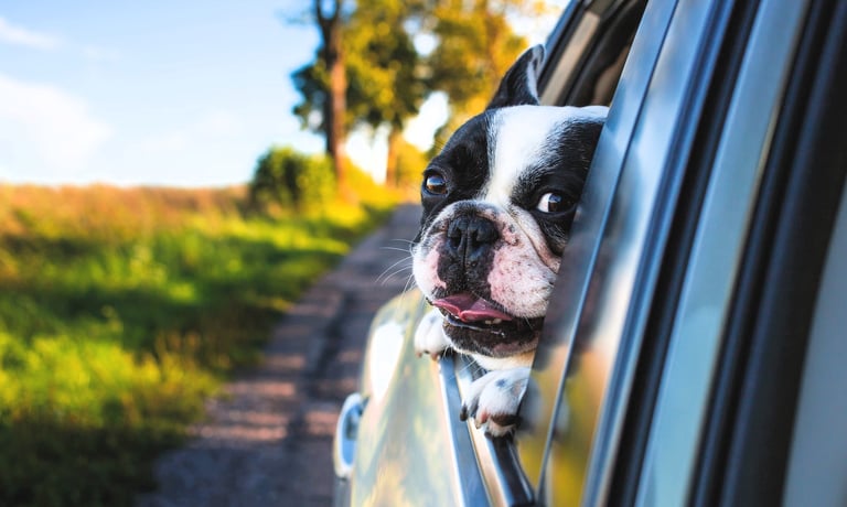 a dog sticking its head out of a car window