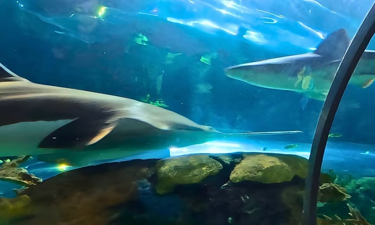 Sharks passing by