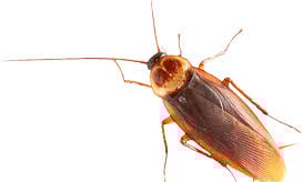 Cockroach Pest Control Service