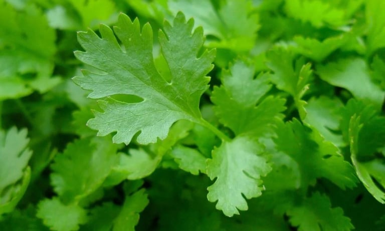 parsley