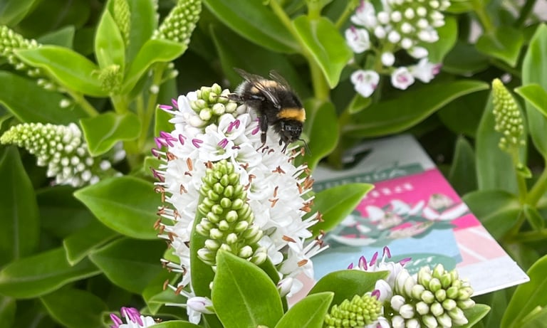 A bee taking nectar from a white plant